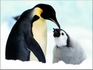 pinguinos.jpg
