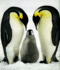 pinguinos.gif